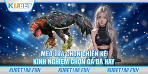 mẹo lựa chọn chiến kê